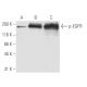p-EGFR Antibody (9H2) - Western Blotting - Image 62887