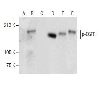 p-EGFR Antibody (F-3) - Western Blotting - Image 287660