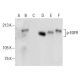 p-EGFR Antibody (F-3) - Western Blotting - Image 287660