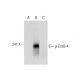 p-ErbB4/HER4 Antibody (4C6) - Western Blotting - Image 132012 