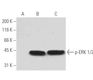 p-ERK 1/2 Antibody (12D4) - Western Blotting - Image 62925 