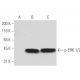 p-ERK 1/2 Antibody (12D4) - Western Blotting - Image 62925 