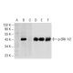 p-ERK 1/2 Antibody (12D4) - Western Blotting - Image 71968