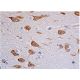 p-ERK 1/2 Antibody (pT202/pY204.22A) - Immunohistochemistry - Image 347978