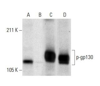 p-CD130/gp130 Antibody (D-6) - Western Blotting - Image 303521 