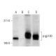 p-CD130/gp130 Antibody (D-6) - Western Blotting - Image 303521 