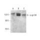 p-CD130/gp130 Antibody (D-6) - Western Blotting - Image 377585