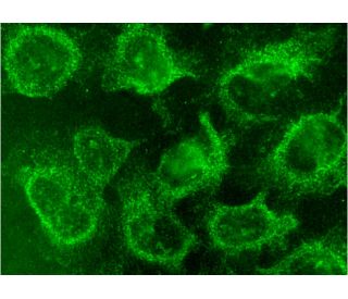 p-GSK-3&alpha; Antibody (E-2) - Immunofluorescence - Image 145191 