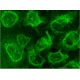 p-GSK-3α Antibody (E-2) - Immunofluorescence - Image 145191 