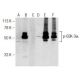 p-GSK-3α Antibody (E-2) - Western Blotting - Image 141660
