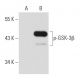p-GSK3 beta Antibody (2D3) - Western Blotting - Image 42985 