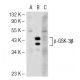 p-GSK3 beta Antibody (2D3) - Western Blotting - Image 55350 