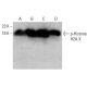 p-Histone H2A.X Antibody (Ser 139) - Western Blotting - Image 384037
