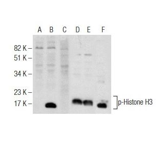 p-Histone H3 Antibody (C-2) - Western Blotting - Image 155750