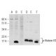 p-Histone H3 Antibody (C-2) - Western Blotting - Image 155750