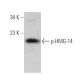p-HMG-14 Antibody (91.Ser 21) - Western Blotting - Image 378663