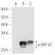p-HSP 27 Antibody (5B9) - Western Blotting - Image 48378