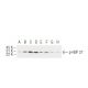 p-HSP 27 Antibody (5B9) - Western Blotting - Image 62926 