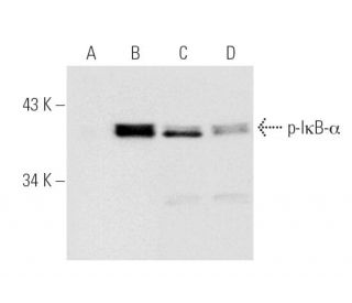 p-NFKBIA/IkB alpha Antibody (B-9) - Western Blotting - Image 1057 