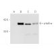 p-NFKBIA/IkB alpha Antibody (B-9) - Western Blotting - Image 1057 
