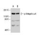 p-Integrin α4/ITGA4/CD49d Antibody (αPSα4) - Western Blotting - Image 9056