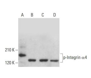p-Integrin &alpha;4/ITGA4/CD49d Antibody (&alpha;PS&alpha;4) - Western Blotting - Image 380880 