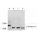 p-Integrin α4/ITGA4/CD49d Antibody (αPSα4) - Western Blotting - Image 380880 