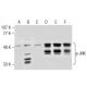 p-JNK Antibody (14.Thr 183/Tyr 185) - Western Blotting - Image 164490 
