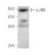 p-JNK Antibody (14.Thr 183/Tyr 185) - Western Blotting - Image 374832