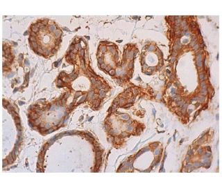 p-JNK Antibody (G-7) - Immunohistochemistry - Image 348288 