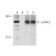 p-KV4.2 Antibody (C-6) - Western Blotting - Image 304565
