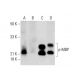 p-MBP Antibody (D-11) - Western Blotting - Image 143391 