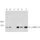 p-MEK-1/2 Antibody (7E10) - Western Blotting - Image 127776 