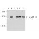 p-MEK-1/2 Antibody (7E10) - Western Blotting - Image 136017 