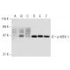 p-MEK-1 Antibody (47.Ser 222) - Western Blotting - Image 136021