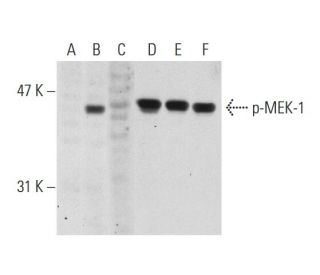 p-MEK-1 Antibody (B-4) - Western Blotting - Image 131064 