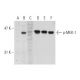 p-MEK-1 Antibody (B-4) - Western Blotting - Image 131064 