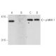 p-MEK-1 Antibody (B-4) - Western Blotting - Image 131066 