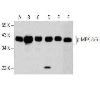 p-MEK-3/6 Antibody (B-9) - Western Blotting - Image 355249 