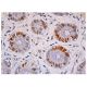 p-Met Antibody (F-5) - Immunohistochemistry - Image 349121