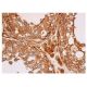 p-mTOR Antibody (Ser 2481 55.42) - Immunohistochemistry - Image 352290 