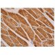 p-mTOR Antibody (Ser 2481 55.42) - Immunohistochemistry - Image 352291