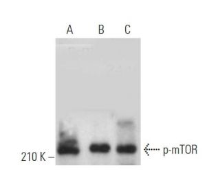 p-mTOR Antibody (59.Ser 2448) - Western Blotting - Image 374900 