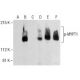 p-MYPT1 Antibody (A-6) - Western Blotting - Image 285166