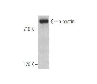 p-nestin Antibody (A-4) - Western Blotting - Image 353362 