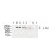 p-ErbB2/HER2 Antibody (6G7) - Western Blotting - Image 62933