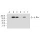 p-ErbB2/HER2 Antibody (7F8) - Western Blotting - Image 62934