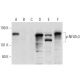 p-NFATc3 Antibody (A-1) - Western Blotting - Image 144988
