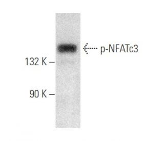 p-NFATc3 Antibody (A-1) - Western Blotting - Image 354051 