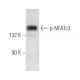 p-NFATc3 Antibody (A-1) - Western Blotting - Image 354051 